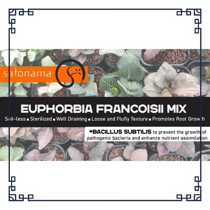 5 Liters Soilless Euphorbia Francoisii Mix by Satonama Lazada PH