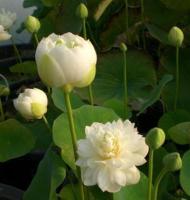 5 เมล็ดพันธุ์ บัว สายพันธุ์ PURE GIRL LOTUS สีขาว เพาะปลูกและเก็บเมล็ดในไทย ขยายพันธุ์ในไทยได้ สายพันธุ์นิยมปลูกในอเมริกา