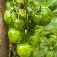 50 เมล็ดพันธุ์ Home Plant Seed มะเขือเทศ ผลสีเขียว Green Tomato Seed มีคู่มือพร้อมปลูก อัตรางอก 80-85%