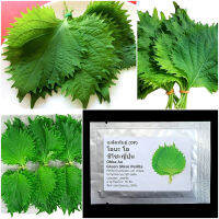 เมล็ดพันธุ์ โอบะ โอ ชิโซะญี่ปุ่น Green Ohba Ao Shiso Perilla Seed 80 เมล็ด คุณภาพดี ของแท้