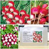 เมล็ดพันธุ์ แรดิช สปาร์คเลอร์ Sparkler White Tip Radish Seed 200 เมล็ด คุณภาพดี ราคาถูก ของแท้