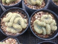 ?แมมนิ้วทองคริสตาต้า? mammillaria elongata cristata ขนาด 3-4ซม.ต้นกระบองเพชร (กรุณาอ่านรายละเอียดก่อนทำการสั่งซื้อครับ)