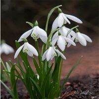 เมล็ด ขายดี ชิ้นเมล็ดบอนไซGalanthus Nivalisไม้กระถางสวนในร่มกลางแจ้งเติบโตง่ายในทุกฤดูกาล