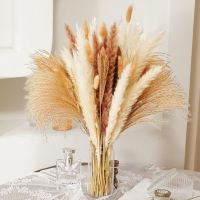 (Leisurely)80 Pcs แห้ง Pampas Grass Decor ดอกไม้ช่อดอกไม้ Pompass Grass สาขา /Pompous Grass สำหรับการจัดดอกไม้งานแต่งงานตกแต่งบ้าน