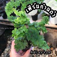 ( Pro+++ )  เฟิร์นก้านดำ Adiantum  ไม้ใบที่มีเสน่ห์ ไม้อันดับต้น ๆ ที่หลายคนนิยมสะสมและปลูกเลี้ยงเพื่อสร้างเสน่ห์ให้กับสวน ✅ ราคาคุ้มค่า พรรณ ไม้ น้ำ พรรณ ไม้ ทุก ชนิด พรรณ ไม้ น้ำ สวยงาม พรรณ ไม้ มงคล