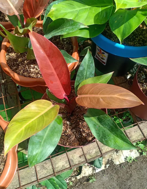 NanaysBest Laurel Plants 2 to 4 Inches Laurel plant for sale Laurel