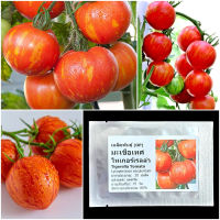 เมล็ดพันธุ์ มะเขือเทศ ไทเกอร์เรลล่า Tigerella Tomato Seed 20 เมล็ด คุณภาพดี ของแท้