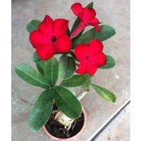 11 เมล็ด เมล็ดพันธุ์ ชวนชม สายพันธุ์ไต้หวัน สีแดง Adenium seed. กุหลาบทะเลทราย Desert Rose ราชินีบอนไซ นำเข้าจากไต้หวัน