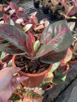 ต้นอโกลนีมา ทรัพย์มงคล Aglaonema sp. ‘Sapmongkon’ ขนาด 6 นิ้ว