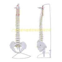 Human spine model 1:1 adult bonesetting practice cervical spine model lumbar bone model skeleton model