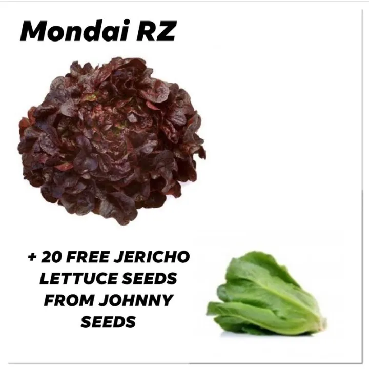 MONDAI RZ 100 PILLS REPACKED + 20 FREE JERICHO LETTUCE FROM JOHNNY