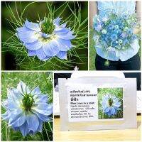 เมล็ดพันธุ์ ดอกรักในสายหมอก (Blue Love in a mist Seed) 150 เมล็ด คุณภาพดี ราคาถูก ของแท้