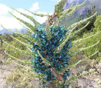 เมล็ดพันธุ์ พูย่า พูย่า สับปะรดสี บรอมีเลียด Puya chilensis / ซองละ 10 เม็ด (France)