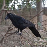 【CW】 Artificial Crow Black Bird Raven Prop Decor For Halloween Display Event Party Bar Decoration tools Gift Ghost Festival Supplies