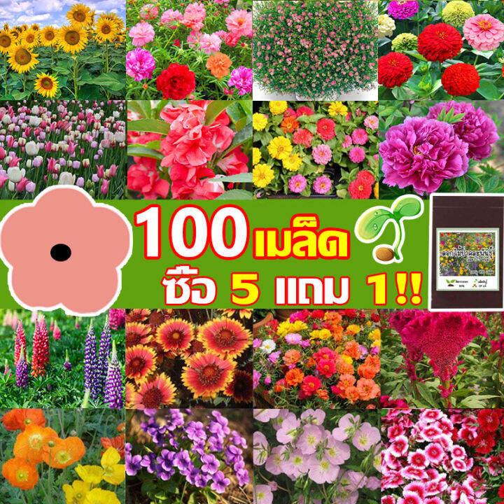 100เมล็ดดอกไม้-เมล็ดพันธุ์ดอก-เมล็ดดอกไม้สวย-อัตราการงอกสูง-โตไว-เมล็ดพันธุ์พืช-เมล็ดใหม่