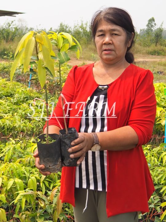 มหาชนก-1ต้น-มะม่วงมหาชนก-ต้นพันธุ์มะม่วงมหาชนก-สูง35-40ซม-ต้นพร้อมปลูก-สินค้าพร้อมส่ง