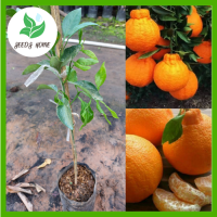 [ศัตรูพืชน้อย] ต้นส้มเดกาปองสูง 60-80 ซม. ต้นกล้าพันธุ์แท้ F1 เขียวขจี แข็งแรง ติดผลเร็ว