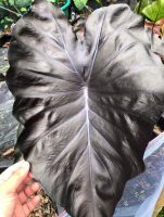 แบล็คโครอล colocasia black coral