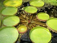 5 เมล็ด เมล็ดพันธุ์ บัววิกตอเรีย (Victoria) ใบบัวใหญ่ หรือ บัวกระด้ง (อังกฤษ: Victoria waterlily) Unseen Thailand บัวกระด้งยักษ์ผู้ใหญ่ยืนได้