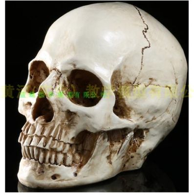Resin skull skull painting art with the human body art spot musculoskeletal anatomy of the skull model