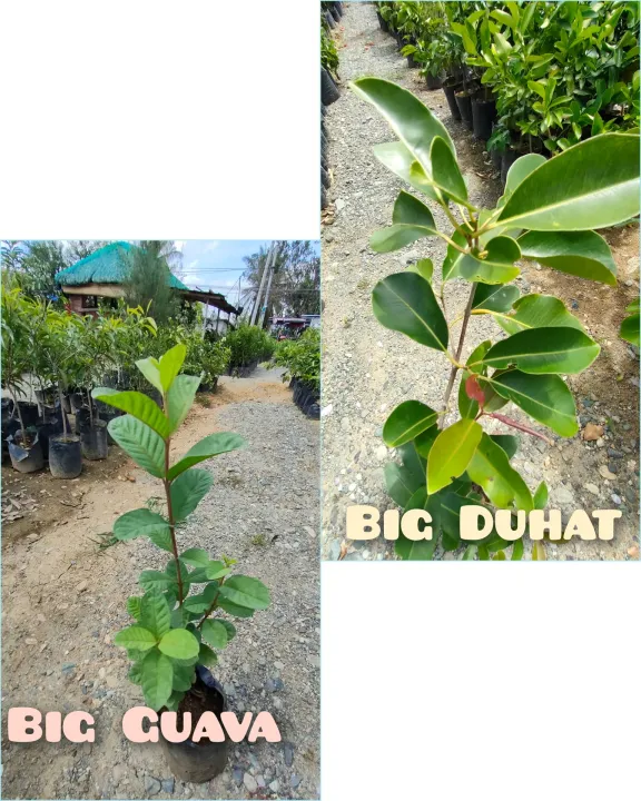 GRAFTED GUAPPLE TREE AND GIANT DUHAT TREES(LIVE PLANT) WITH SEEDLING