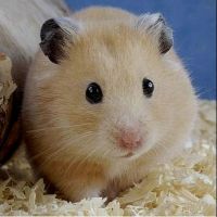 [Shop Malaysia] Ready StockHamster small animal birds natural bedding wood wood flakes 1KG ＃small