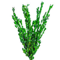 100กรัม Preseved Buxus Microphylla ผ้าโพกศีรษะ DIY ดอกไม้วัสดุติดทนนานใบครัวเรือนการจัดดอกไม้สำนักงานตกแต่ง