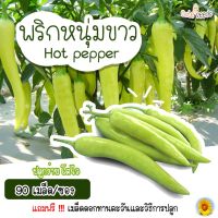 ซื้อ 1 แถม 1，50 เมล็ด (ไม่ใช่พืช)เมล็ดพันธุ์พริกหนุ่มขาว จำนวน  เมล็ด อัตราการงอกปลูกง่าย โตไว (แถมฟรี เมล็ดดอกทานะตะวันจิ๋ว)