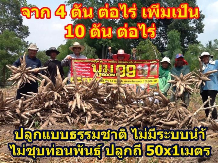 ชาวไร่มันสำปะหลัง-ต้องบูม99-เร่งหัว-เร่งแป้ง-เร่งโต-เร่งผลผลิตมันสำปะหลัง