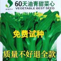 60 days oil green beet heart early maturity high temperature resistant spring and autumn super moss farm vegetable