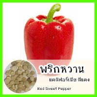 พร้อมส่ง ❗ รหัส 115 เมล็ดพันธุ์ OP แท้   พริกหวานแคลิฟอร์เนียสีแดง - Red Sweet Pepper เมล็ดพันธุ์นำเข้า เมล็ดพริกหวาน พริกหยวก เมล็ดพันธุ์ผัก