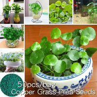 *ขายเมล็ดพันธุ์/ประเทศไทยพร้อมสต็อก* ปลูกง่าย 50 เมล็ด Copper Grass Seeds Green Flower Seed เมล็ดพันธุ์แท้ ต้นไม้ประดับ ต้นไม้จิ๋วจริง พันธุ์ไม้ดอก ต้นไม้มงคล ต้นไม้ฟอกอากาศ เมล็ดบอนสี บอนสี Hydroponic Plants พืชไฮโดรโปนิ พันธุ์ดอกไม้ ต้นไม้ เมล็ดดอกไม้