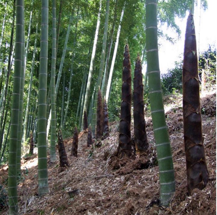 50pcs-เมล็ดเมล็ดไผ่-moso-bamboo-phyllostachys-pubescens-ไผ่เดี่ยวสารสกัดจากไผ่ไผ่พืชเศรษฐกิจสายพันธุ์ไผ่ถ่านไม้ไผ่-ของแต่งสวน-ต้นไม้มงคล-ต้นไม้ประดับ-พันธุ์ดอกไม้-ต้นไม้จิ๋วจริง-ดอกไม้จริง-ต้นไม้ฟอกอา