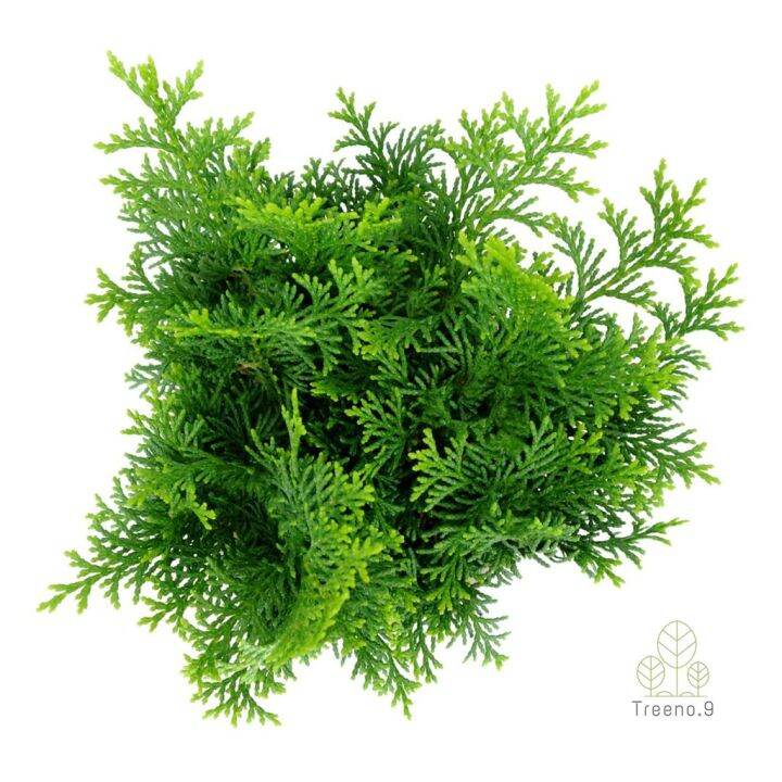 woww-สุดคุ้ม-t307-สนฮิโนกิแบบพุ่ม-hinoki-cypress-กระถาง-6-นิ้ว-สูง-20-25-cm-ต้นไม้ประดับแนวญี่ปุ่น-นำไปดัดเป็นสนบอนไซก็ได้-ราคาโปร-พรรณ-ไม้-น้ำ-พรรณ-ไม้-ทุก-ชนิด-พรรณ-ไม้-น้ำ-สวยงาม-พรรณ-ไม้-มงคล