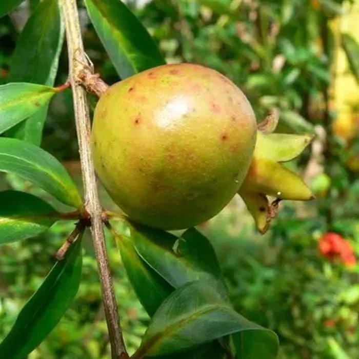 buah delima kuning