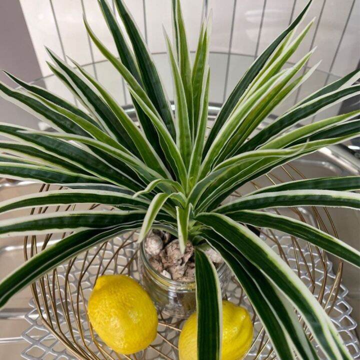 MAGEE Silk Plastic For Table Garden Desktop Indoor Home Fake Plants