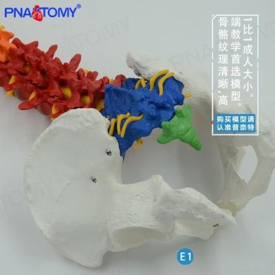 Adults 85 cm human lumbar spinal nerve pelvic bones model flexible bonesetting teaching medical specimens