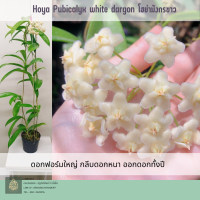 Hoya pubicalyx white dragon  โฮย่ามังกรขาว ต้นไม้แขวนประดับ ส่งต้นติดดอก