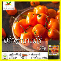 เมล็ดพันธุ์ พริก ฮาบาเนโร่ สีส้ม 30 เมล็ด Orange Habanero Pepper seed เมล็ดพันธุ์แท้ นำเข้าจากต่างประเทศ ปลูกผัก สวนครัว ปลูกง่าย โตไว เพาะง่าย