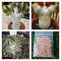 เมล็ด พาชี​โพเดียม​ pachypodium eburneum​ 10เมล็ด