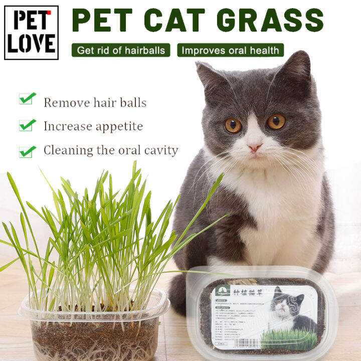 Cat Grass Seeds with Loam Soil Pot Pet Grass Lazada PH