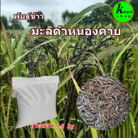 เมล็ดพันธุ์ข้าวใหม่ มะลิดำหนองคาย62หรือกข83 ขนาด15 กิโลกรัม