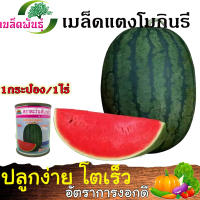 **ส่งด่วน** เมล็ดแตงโมกินรี แตงโม กินรี  ขนาด 40g. 1กระป๋อง ปลูกได้ 1 ไร่