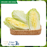 Cải thảo Sen Hồng 0,9-1,2kg