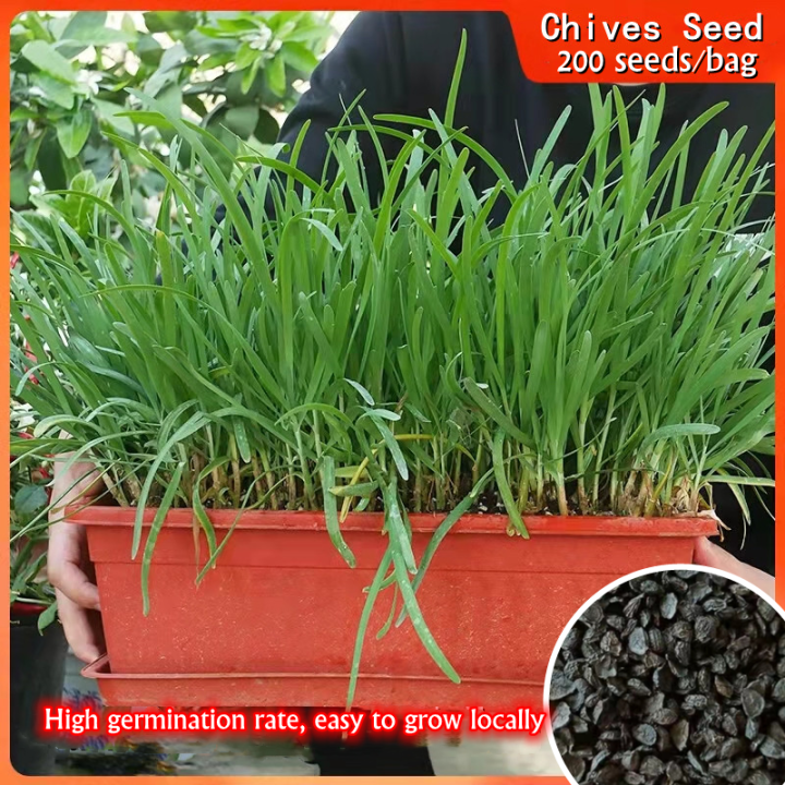 200pcs/bag Organic Chives Seed Biji Benih Daun Kucai 韭菜种子Benih Sayur ...