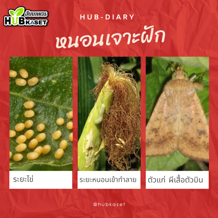 สินค้ายกลัง-แซดบีติน-1กิโลกรัม-10กล่อง-อีมาเมกติน-กำจัดหนอนกระทู้ข้าวโพด-หนอนเจาะผล