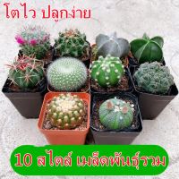 HOT** Cactus Seeds 50 pcs/bag เมล็ดแคคตัส เพชร เมล็ดพันธุ์ ต้นเพชร บอลสี ต้นบอนสีแปลกๆ บอนสีแปลกๆ หัวบอนสี ส่งด่วน พรรณ ไม้ น้ำ พรรณ ไม้ ทุก ชนิด พรรณ ไม้ น้ำ สวยงาม พรรณ ไม้ มงคล