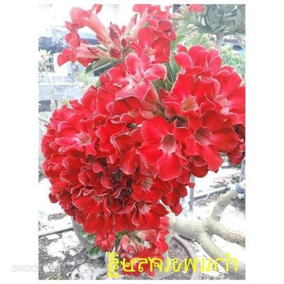 10 เมล็ด เมล็ดพันธุ์ Garden ชวนชม สายพันธุ์ Taiwan ดอกสีแดง Adenium seed กุหลาบทะเลทราย Desert Rose ราชินีบอนไซ เมล็ดปลูก ตกแต่งสวน อัตรางอก 80-90%