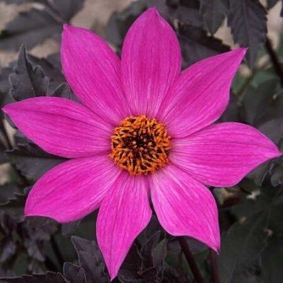 35 เมล็ด เมล็ดพันธุ์ Dahlia Magenta Star สายพันธุ์ยุโรป ดอกรักเร่ นำเข้าจากอังกฤษ ดอกใหญ่ พร้อมคู่มือปลูก Dahlia Seeds