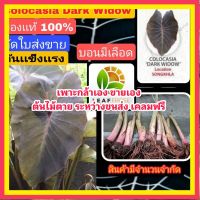 MAI colocasia dark widow บอนเดือด ตัดใบส่ง คนละสายพันธุ์ กับ colocasia black widow ใบจะออกสีดำเข้ม ต้นไม้ตาย ระหว่างขนส่ง เคลมฟรี